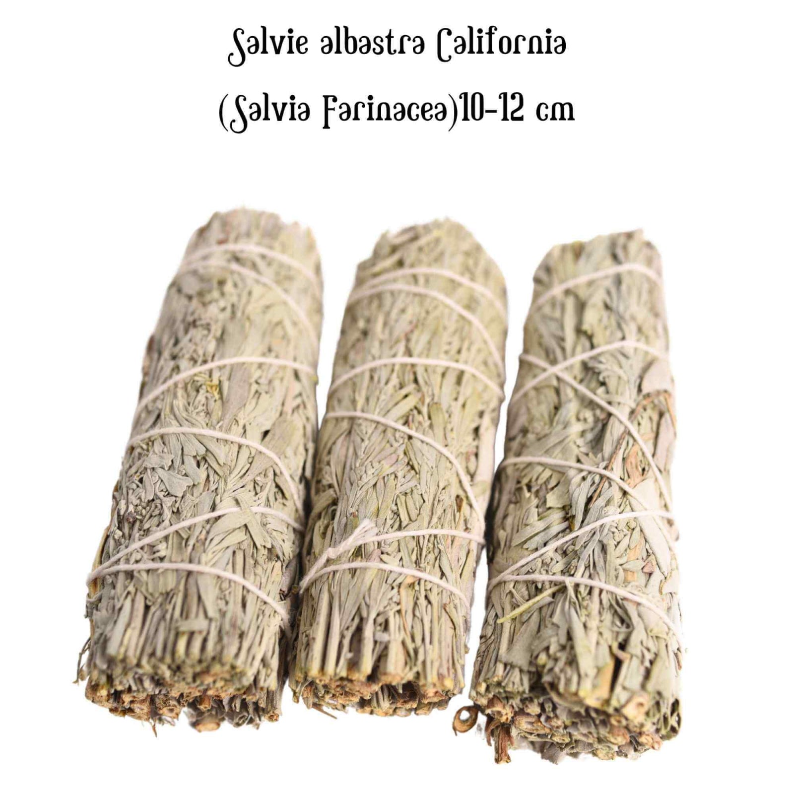 Buchet Salvie Albastra California