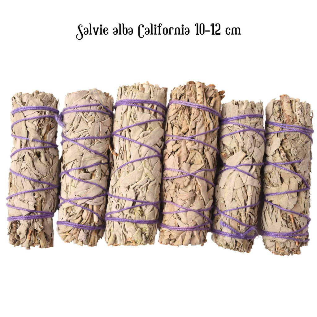 Buchet Salvie Alba California 10-12 cm