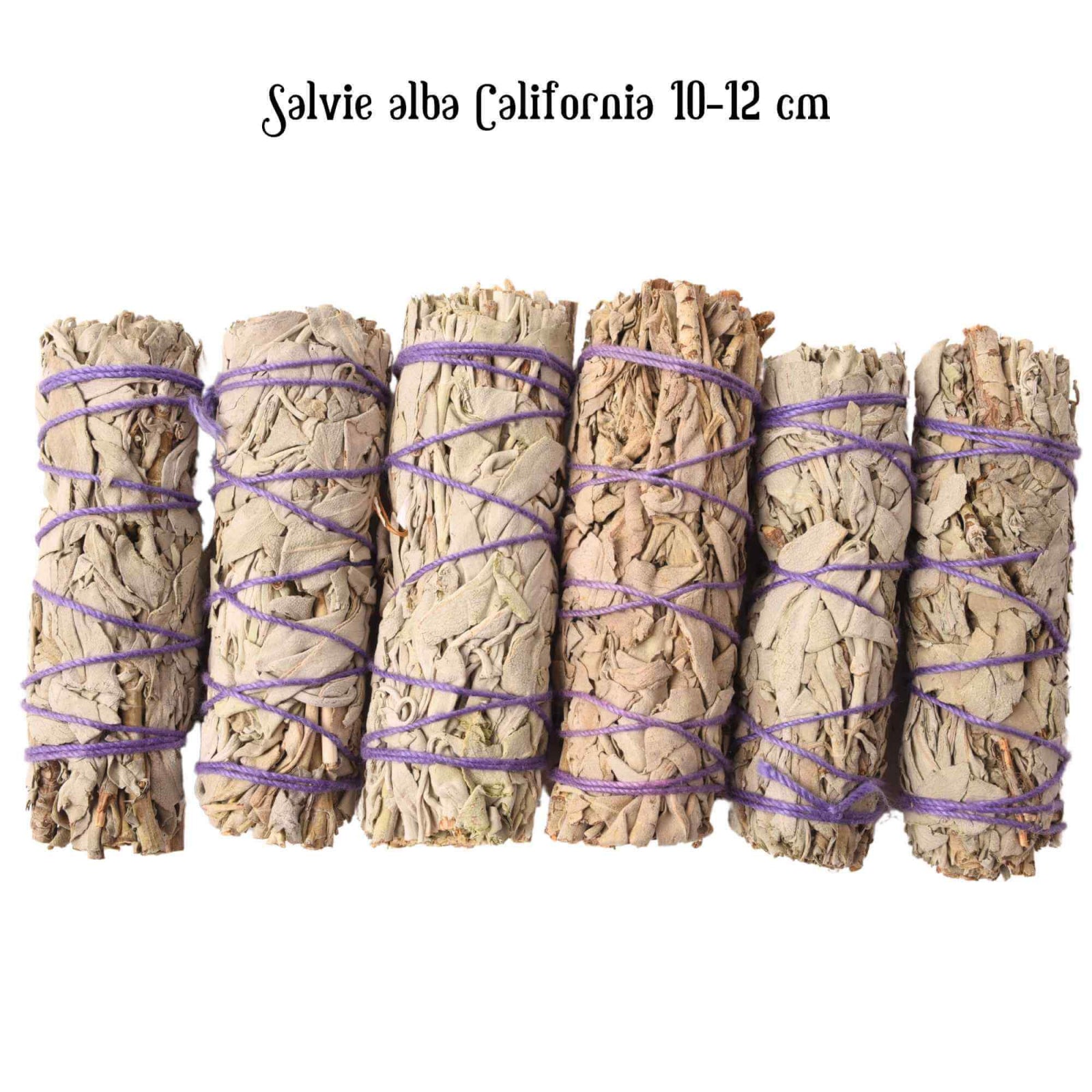 Buchet Salvie Alba California 10-12 cm